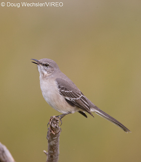 Northern Mockingbird